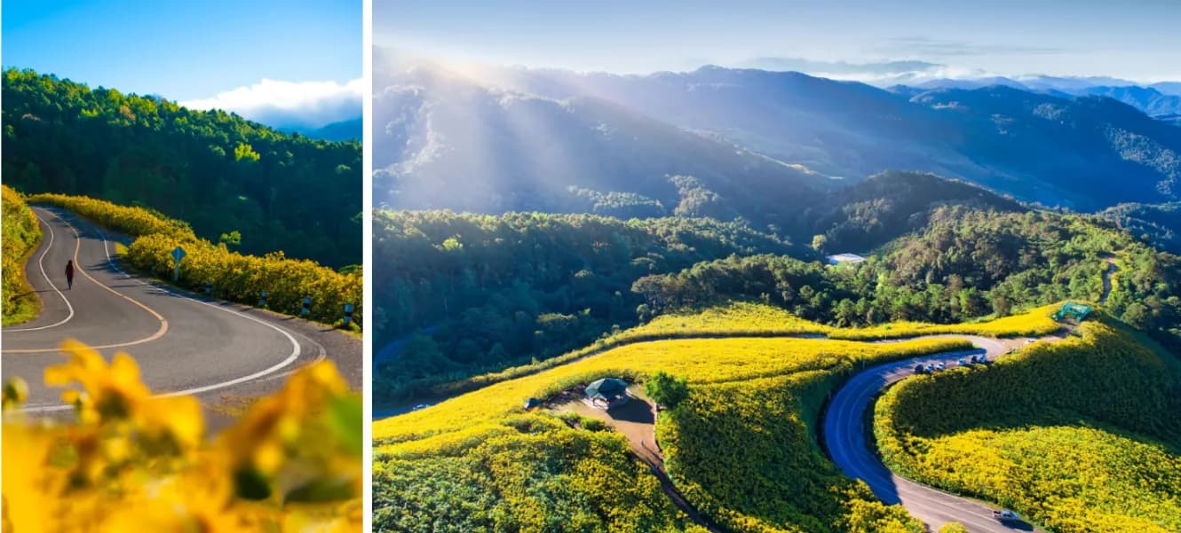 Scenic Mae Hong Son Loop road in Northern Thailand surrounded by yellow wildflowers and Aerial view of Doi Mae U-Kho in Mae Hong Son covered in yellow Mexican sunflower fields, TGTF 2026